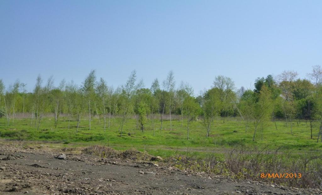 Na terenie parku zasadzono w ramach kompensacji przyrodniczej i nasadzeń zastępczych ponad 400 sztuk drzew.