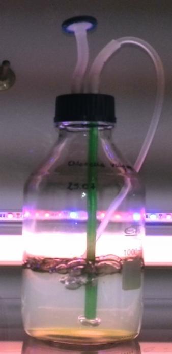 8 Glony vs.