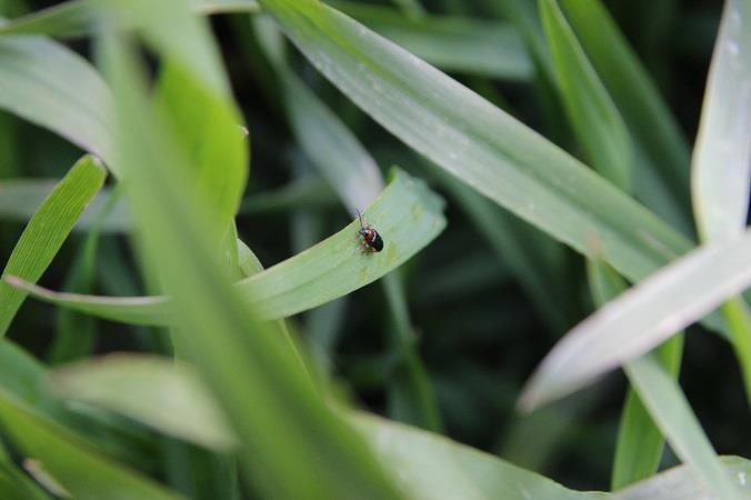 W tym segmencie polecam kompletne rozwiązania dwu- i trzy- składnikowe: Priaxor 0,7-1,0 l/ha, Adexar Plus 1,25-1,5 l/ha czy Tocata Duo 0,8-1,0 l/ha.