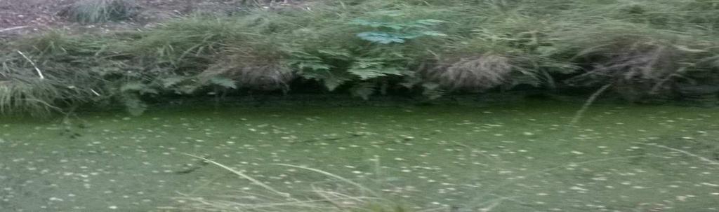 Percepcja krajobrazu zewnętrzna i wewnętrzna bardzo ograniczona, okresowo niemożliwa; rozległość widokowa wewnątrz jednostki ograniczona.