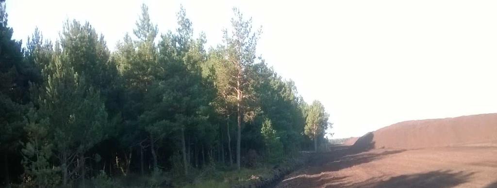 Fot. 30 Typ krajobrazu łąk wilgotnych Fizjonomia niskie murawy tworzące zwartą darń lub (na żyźniejszych siedliskach) zwarte powierzchnie niskich i średniowysokich traw darniowych, roślin motylkowych
