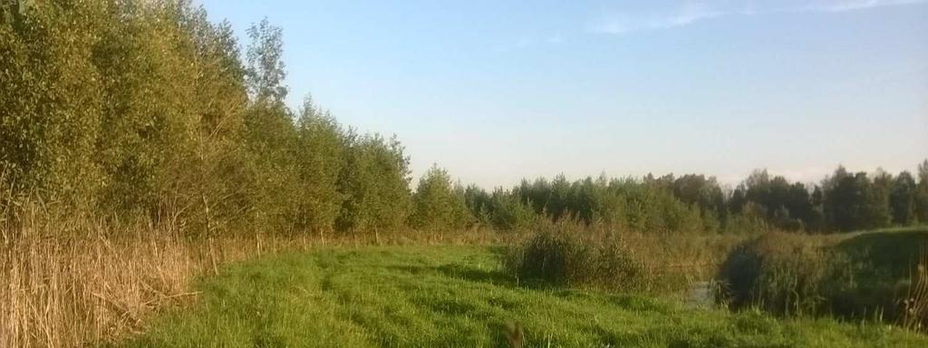 Odporność na użytkowanie średnia, odporność wzrasta przy przesuszeniu terenu.