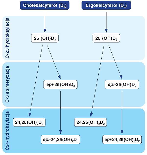 Szlaki metaboliczne: C - 25 hydroksylacja C - 1a hydroksylacja C