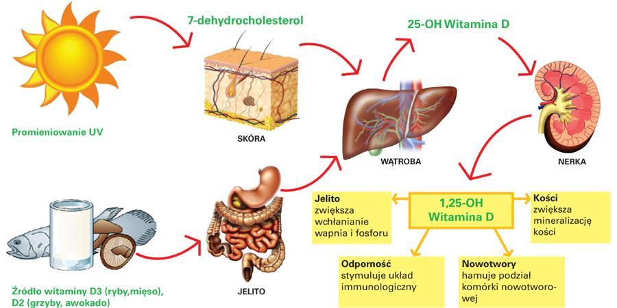 Metabolizm witaminy D (źródło rys.