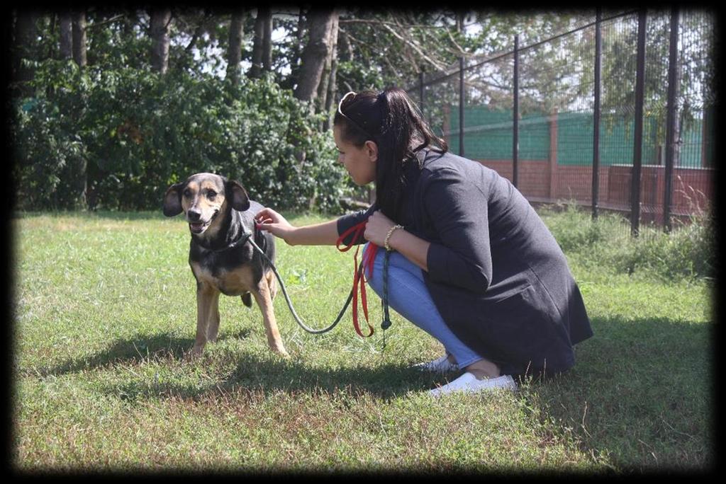 Samica 8 lat (982061600043402) Średnia, urocza