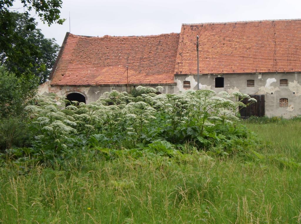 Osiągnął tak duży sukces, że roślina rozprzestrzeniła się na całą wieś, a mieszkańcy, w tym dzieci, zaczęli doznawać poparzeń.