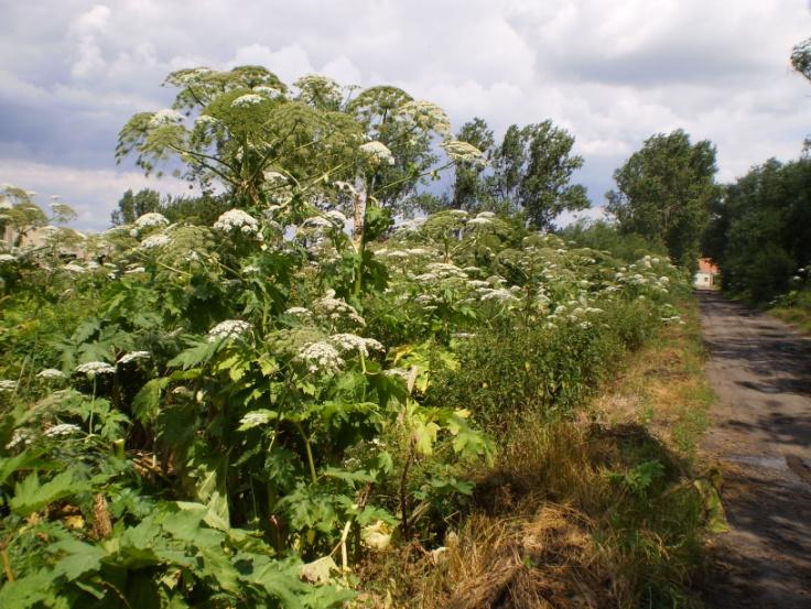 gmina Czernica rozpoczęła systematyczne usuwanie roślin, kiedy mieszkańcy zaczęli domagać się finansowych rekompensat za doznawany uszczerbek na zdrowiu.
