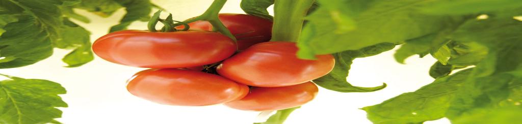 Poznajcie nas bli ej... Nowoœci nasienne 2/2007 BIURO G ÓWNE W WARSZAWIE Dyrektor dr Tomasz Pyzik Tomasz.Pyzik@deruiterseeds.com DE RUITER SEEDS Sp. z o.o. ul. Cypryjska 2B, 02-761 Warszawa tel.
