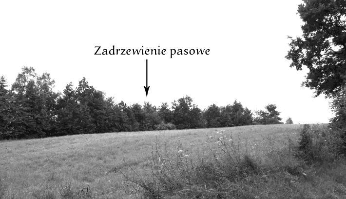 Dudzińska A., Szpakowska B., 2008. Ocena walorów krajobrazowych okolicy Spyczynej Góry. Nauka Przyr. Technol. 3 roślin występujące w tych siedliskach wpływają na dynamiczne jego zmiany.