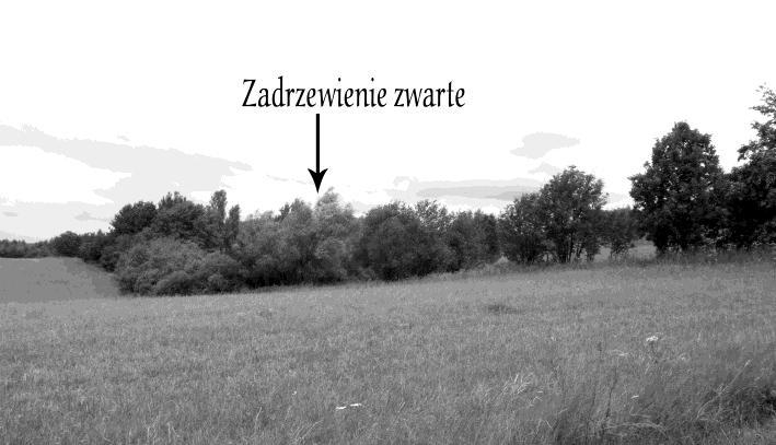 Zadrzewienia występujące wzdłuż dróg wzbogacają krajobraz, ale także są bardzo ważnym elementem z punktu widzenia turystyki.