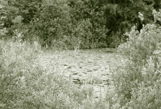 Niektóre z tych drobnych zbiorników znajdują się blisko drogi, inne stanowią integralną część pól i łąk, a jeszcze inne znajdują się w zagłębieniach terenu.
