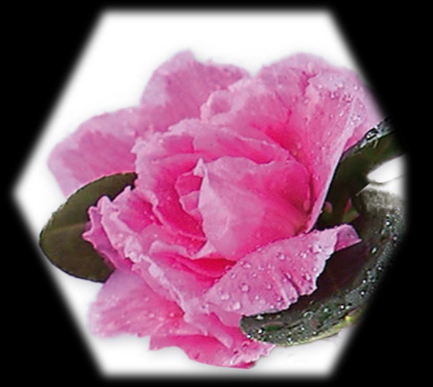 Składniki Komórki macierzyste róży alpejskiej- PhytoCellTec TM Alp Rose PhytoCellTecTM Alp Rose jest liposomowym produktem zawierającym komórki macierzyste z róży alpejskiej Liście róży alpejskiej