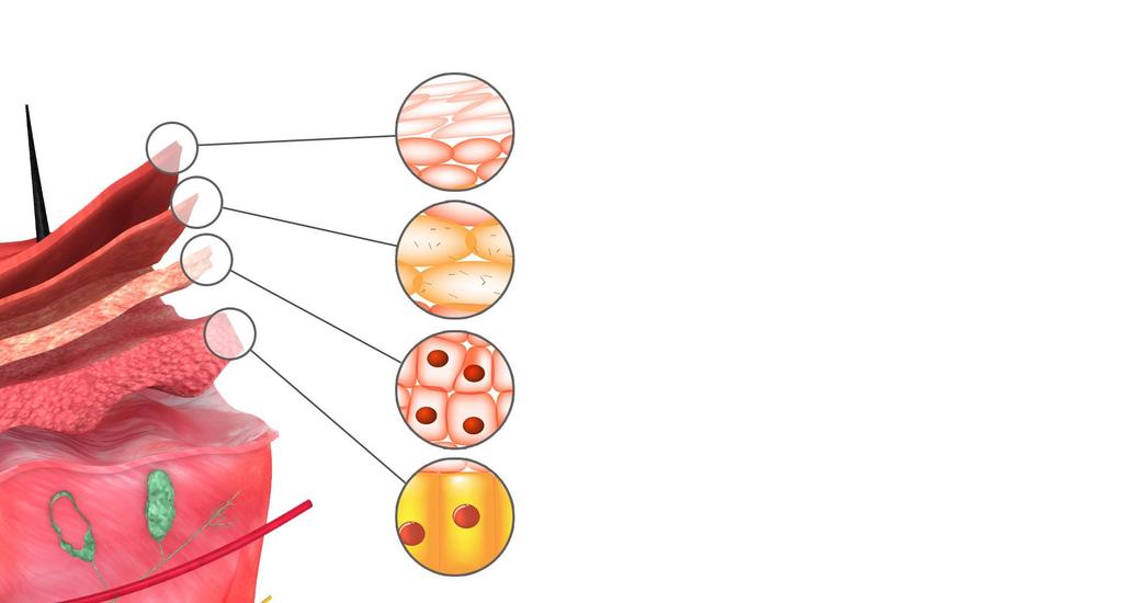 BUDOWA NASKÓRKA WARSTWA ROGOWA WARSTWA JASNA WARSTWA ZIARNISTA ZIARNA