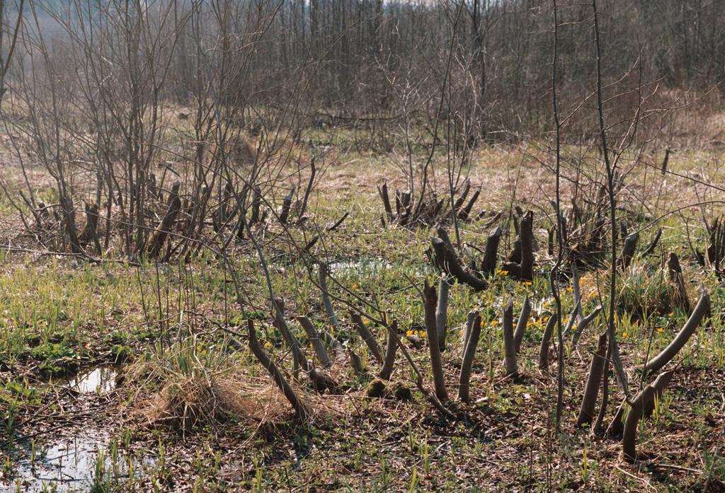 3. Uwarunkowania wsiedleń bobrów Za sukcesem introdukcji bobrów na terenie Bieszczadów przemawiał fakt, iż mają one duże zdolności adaptacyjne i mogą żyć w znacznie zróżnicowanych warunkach [105]
