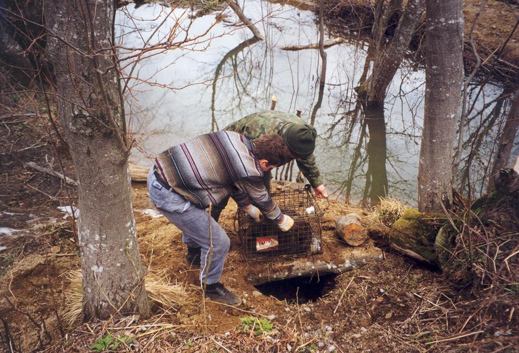 Wpuszczanie bobrów do sztucznej nory w Dźwiniaczu Górnym Bobry wsiedlano wiosną (najczęściej do końca drugiej dekady kwietnia), oraz jesienią (zwykle do połowy października).