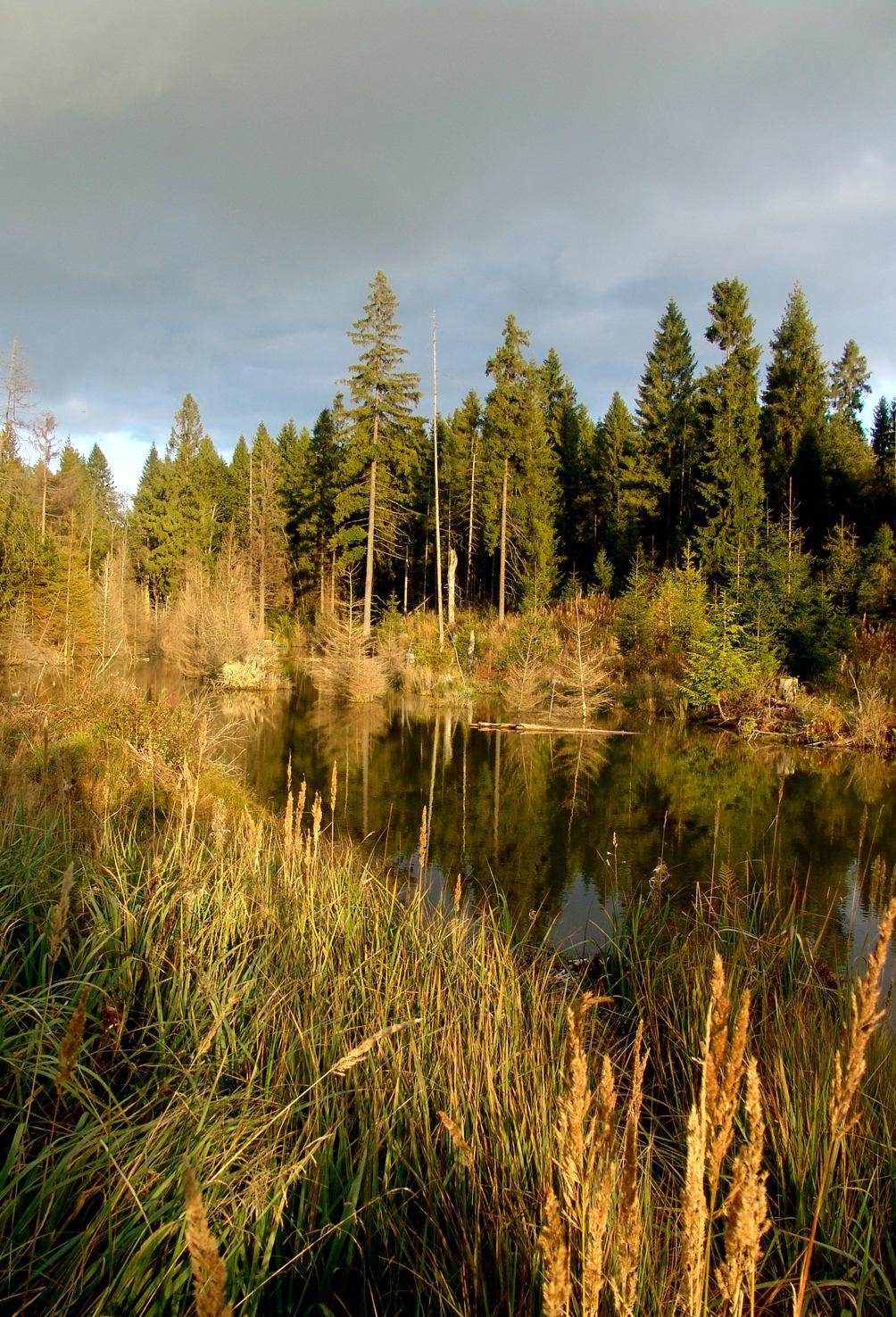 10. Wpływ obecności bobrów na zmiany florystyczne Stanowiska bobrowe znajdujące się na terasie zalewowej cieków inicjują lub/i przyśpieszają proces dynamicznych zmian florystycznych.