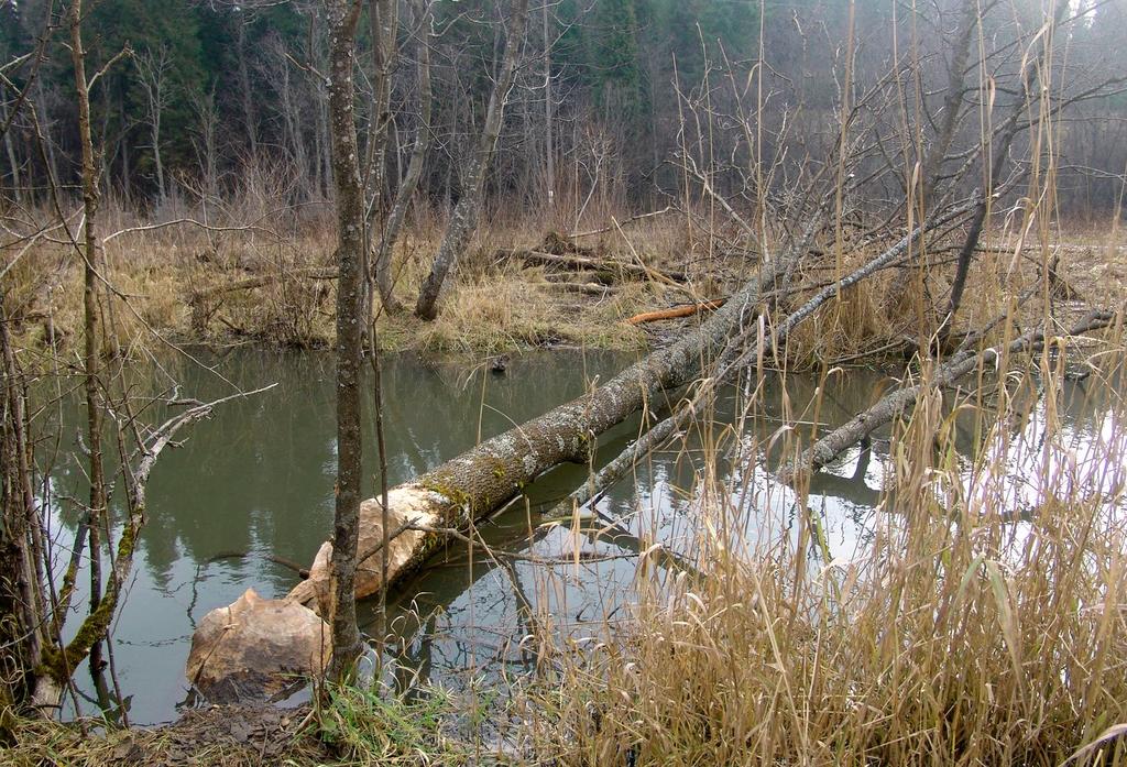 Pomimo tego, że bobry najchętniej zgryzają drzewa, których średnica wynosi od 3 do 8 cm, to zdolne są także do ścięcia drzewa o średnicy do 1 m [59, 102, 110].
