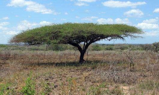 Na niektórych sawannach występują nieliczne drzewa takie jak: akacje, baobaby czy palmy, które zrzucają liście na porę suchą.