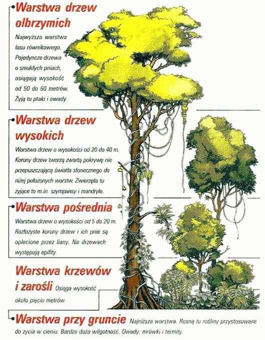 Warstwy lasu równikowego W lasach równikowych wyróżnia sie 5 pięter: 1. Ściółka leśna - żyją tam małe płazy i gady 2. Podszyt - ssaki, owady 3.