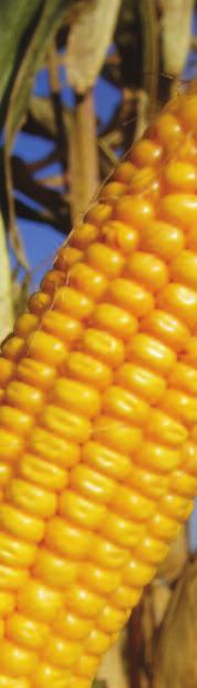 POLECAMY NA KISZONKĘ F/SC P FAO K Produkt z Katalogu Wspólnotowego, w doświadczeniach firmy Pioneer w Polsce Mieszaniec kiszonkowy o ziarnie zbliżonym do flint wysoko ujący o wysokiej jakości.