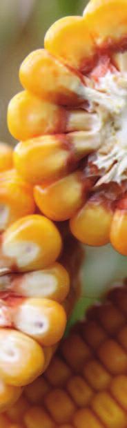 FD/SC PRD FAO K Z Produkt z Katalogu Wspólnotowego, w doświadczeniach firmy Pioneer w Polsce Mieszaniec niski, wysoko ujący na ziarno także w suchych warunkach.