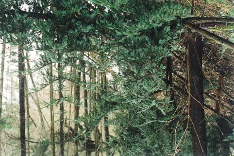 The yew (Taxus baccata L.) of the Cisowy Jar reserve near Olecko 35 ig. 2. Yew tree fallen down, having many offshoots growing up from the lying trunk decreased drastically in 1973 (17 specimens).
