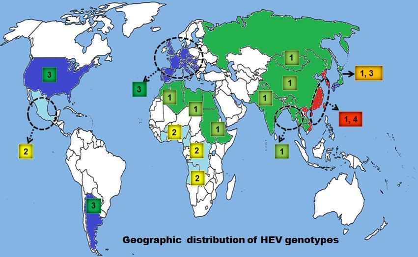 Genotypy HEV Analiza filogenetyczna 52 pełnych genomów HEV www.vetres.org. Pavio N.