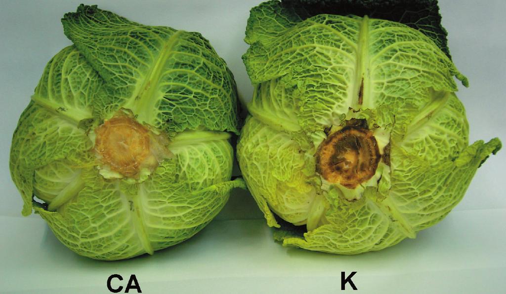 8. odmiany WIROSA po 42 dniach przechowywania w kontrolowanej [7] GUO J.T., LEE H.L., CHIANG S.H., LIN F.: Antioxidant properties of the extracts from different parts of broccoli in Taiwan. J. Food and Drug Analysis, 2001, 9, 2, 96 101.