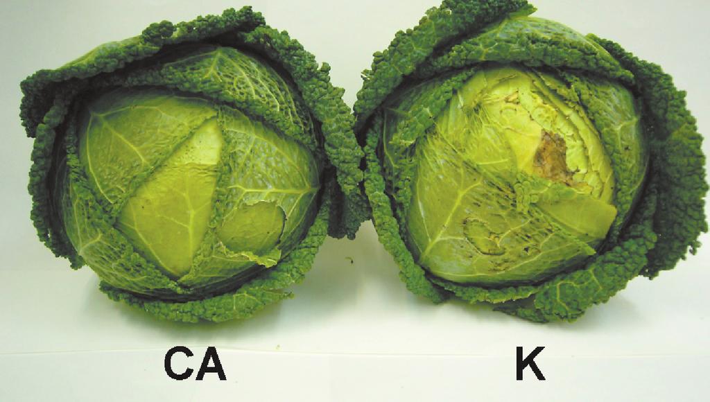 : Antibacterial and antifungal properties of essential oils. Curr. Med. Chem., 2003, 10, 813 829. [10] KRALA L., WITKOWSKA M.: Niektóre aspekty chłodniczego przechowywania wa- 9.