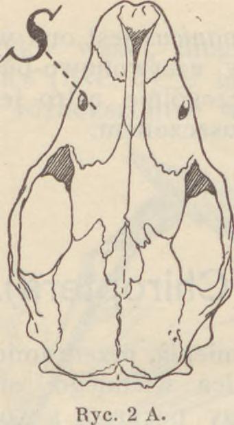 Erinaceus roumanicus Barret Hamilton). Głowa dosyć silnie wydłużona.