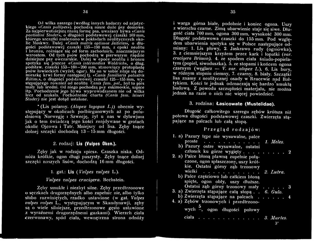 podstaw, czaszki 153 160 200 mm, stanowiący protoplastę psów łowieckich (wyżeł, ogar). Ma on w sobie zdaje się domieszkę krw i formy następnej tj. «Canis familiaris palustris Riitim.