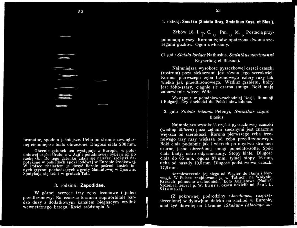 Długość ciała 200 mm. Obecnie gatunek ten występuje w Europie, w południowej części Uralu, a w Azji i południowej Syberji aż po rzekę Ob.