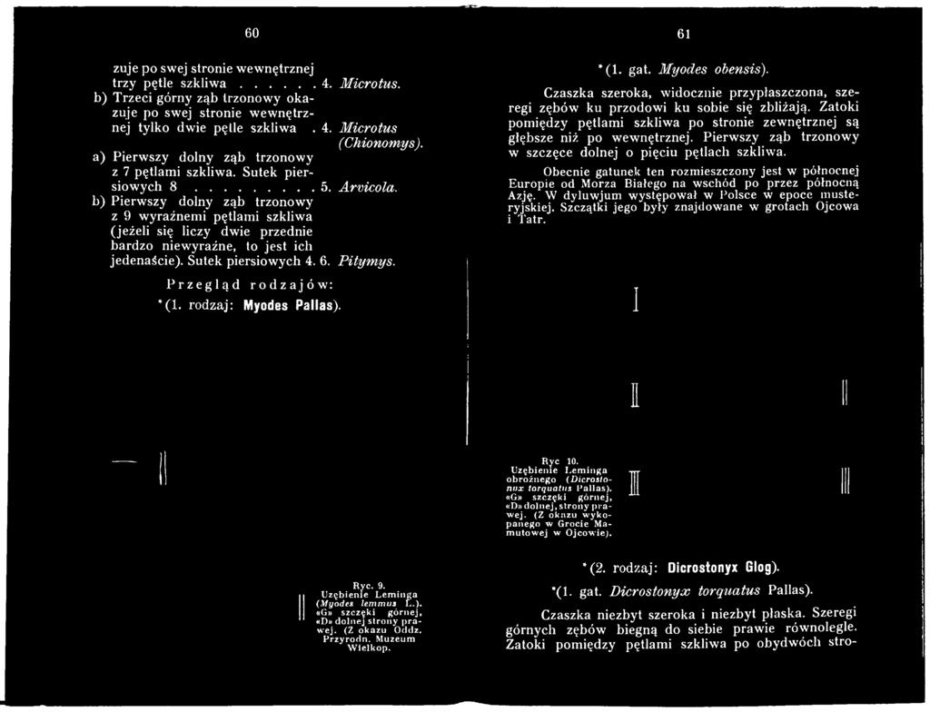 jedenaście). Sutek piersiowych 4. 6. Pitymys. Przegląd rodzajów: *(1. rodzaj: Myodes Pallas). 61 *(1. gat. Myodes obensis).