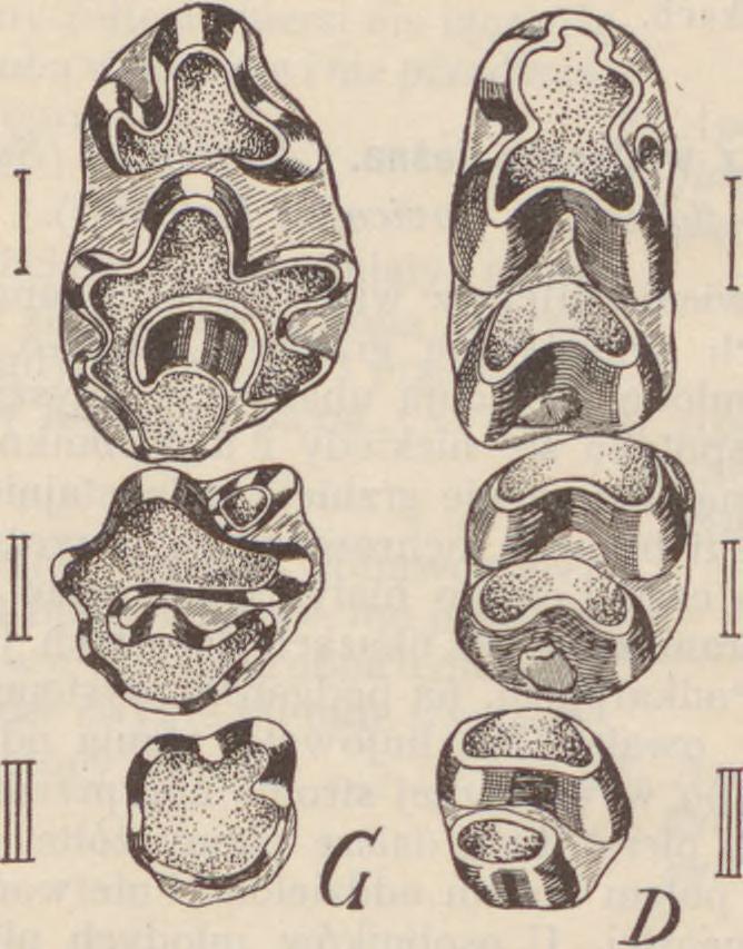 Phalaris arundinacea. Europa środkowa. W Polsce w okolicach zachodnich kraju. Hyc. 18. U zębienie Myszy polnej (Apodemus agrarius P allas).»g» szczęki górnej, «D» dolnej, strony praw ej.