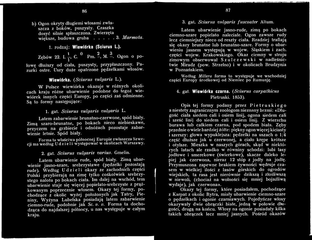 Spód biały. Form a ta właściw a północnej Europie zwłaszcza Szwecji ma według Udzieli występować w okolicach W arszawy. 2. gat. Sciurus vulgaris varius. Gmelin. Latem ubarwienie rude, spód biały.