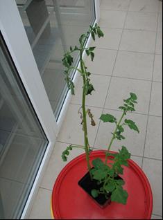 Kolekcja Ralstonia solanacearum, 4 izolaty