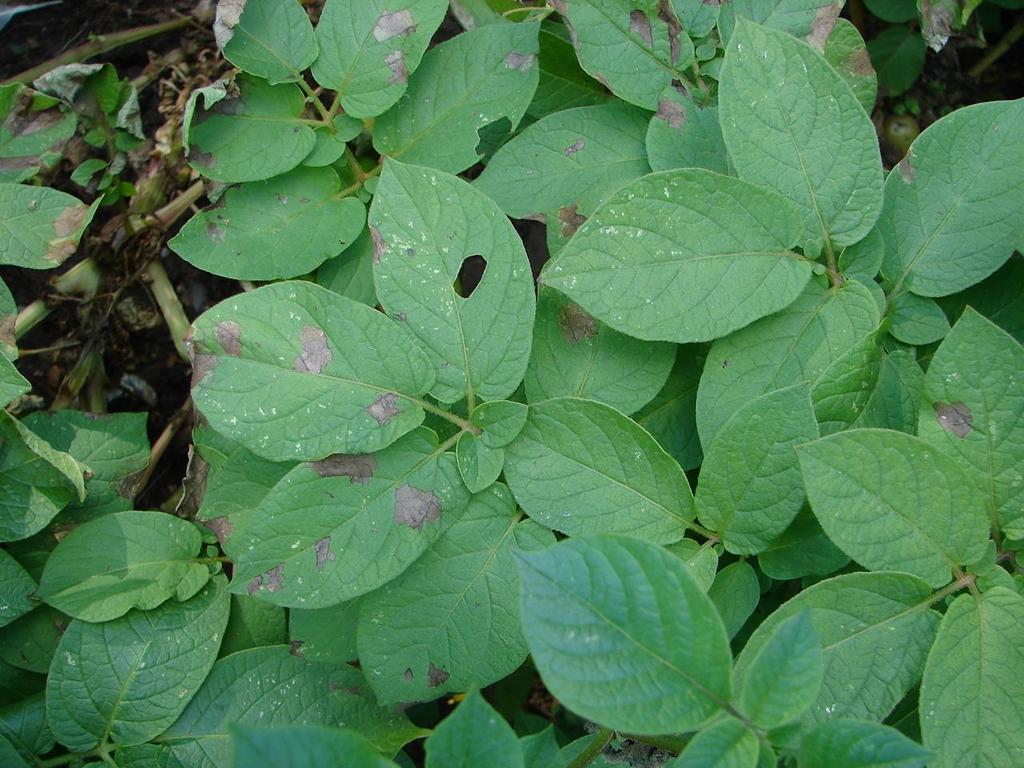 3. Oomycetes Phytophthora infestans 1131