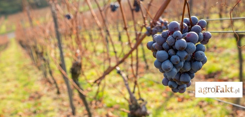 Winiarze muszą złożyć deklaracje o zbiorach! Autor: Ewa Ploplis Data: 9 stycznia 2017 Producenci i przedsiębiorcy wyrabiający wino muszą do 15 stycznia 2017 r.