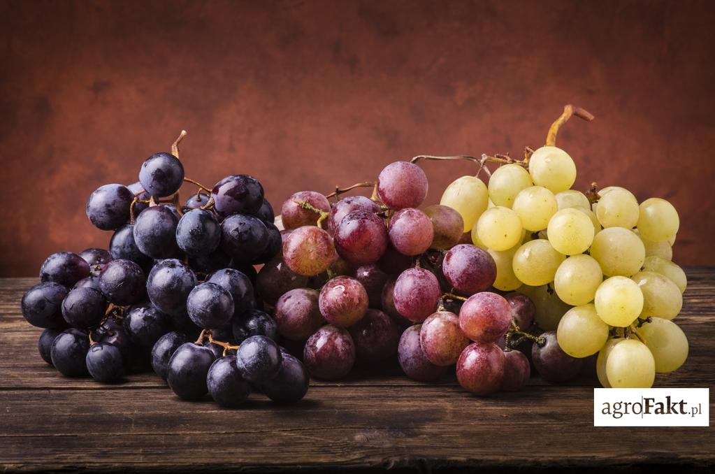 roku gospodarczego. Wypełniając deklarację, trzeba pamiętać, by oddzielnie wyszczególnić ilości winogron białych i czerwonych. Gdzie i do kiedy można złożyć deklaracje o zbiorach?