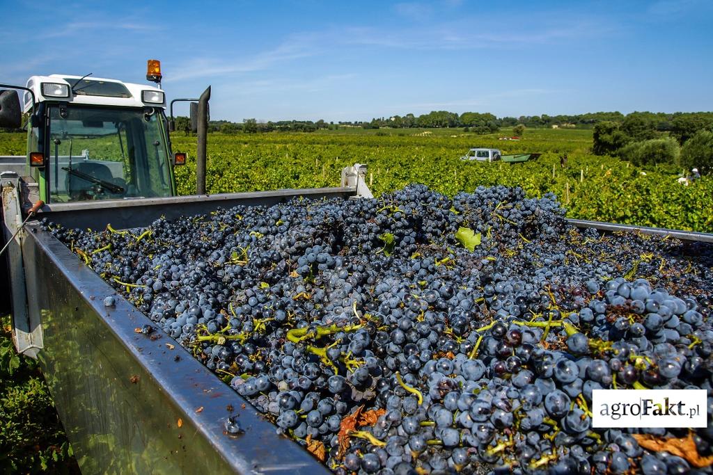 Agencja Rynku Rolnego na podstawie składanych przez producentów wina i przedsiębiorców deklaracji zawierających dane dotyczące areału winorośli, z których pozyskano winogrona przeznaczone do wyrobu
