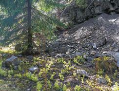 F visible rotation of the layers in the footwall of the fault (hanging wall is higher, line of trees is correlated with