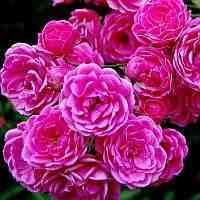Tawuła japońska 'Genpei' Spiraea japonica 'Genpei' Zwarty i gęsty krzew o interesujących różnokolorowych kwiatach. Pokrój zaokrąglony. Dorasta do 0,6 m wysokości i szerokości.