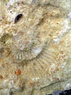 7. Fauna bezkręgowców źródeł stosunkowo dużym rozmiarom ( do 2 cm ) i silnym odnóżom może aktywnie migrować z potoków, w których żyje, do strefy wypływu.