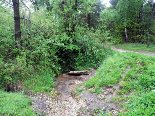 ) Photo 8.3. Dzenica spring in Domaniewice ( PRZ10 ) in Przemsza drainage basin at sandy way presenting touristic route ( photo S.