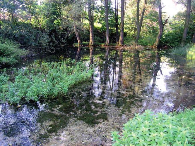 9. Ochrona źródeł. Stan i perspektywy Fot. 9.1. Źródło Geologów w Gołczy ( zlewnia Szreniawy ) pomnik przyrody utworzony w 1997 r. ( fot. M. Baścik, wrzesień 2011 ) Photo 9.1. Źródło Geologów spring in Gołcza ( Szreniawa drainage basin ) monument of nature created in 1997 ( photo M.