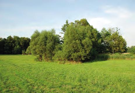 10. Źródła jako element krajobrazu perspektywa architektury krajobrazu wierzba biała ( Salix alba ). Wyraźnym wskaźnikiem lokalizacji źródła Kamyk ( W A 31 ) jest okazały wiąz ( Ulmus sp.