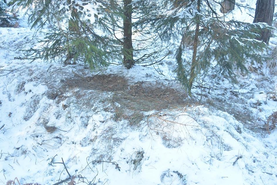 Fot. 15. Miejsce odpoczynku wilków w Borach Dolnośląskich.
