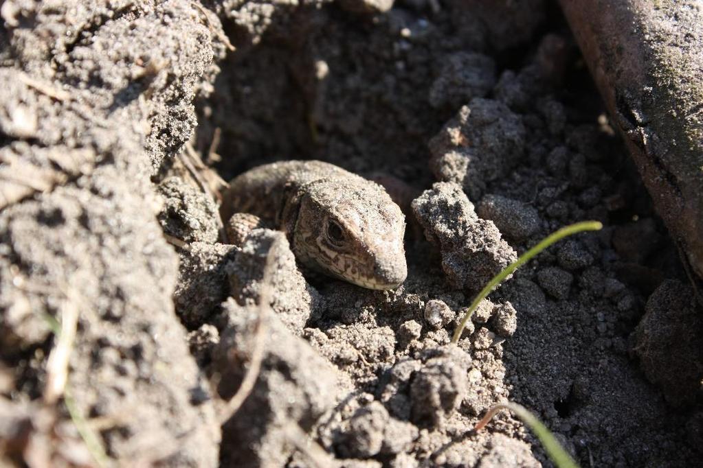 Wczesną wiosną niektóre zwierzęta zwiększają swoją aktywność po zimowym śnie, poszukują pożywienia i rozpoczyna się okres rozmnażania.