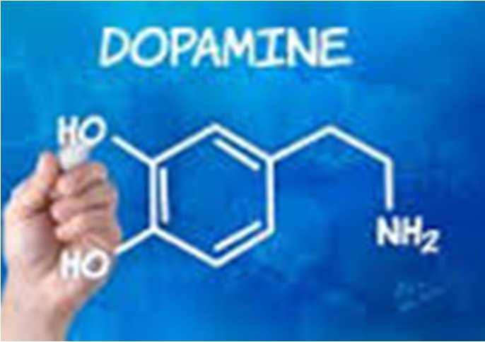 Dopamina Substancja ciekawości, zachowań eksploracyjnych, poszukiwania nowości, zaangażowana jest tylko w mechanizm