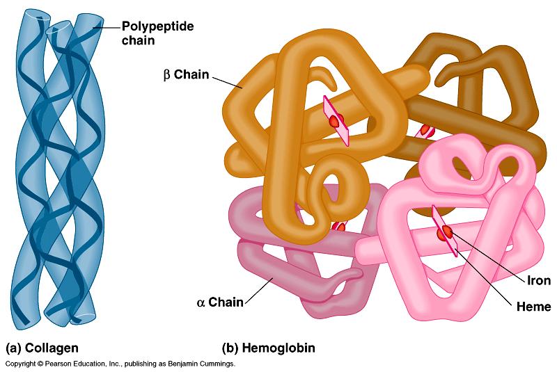 Poly peptide: Molecular change Secondary structure of Poly peptide: